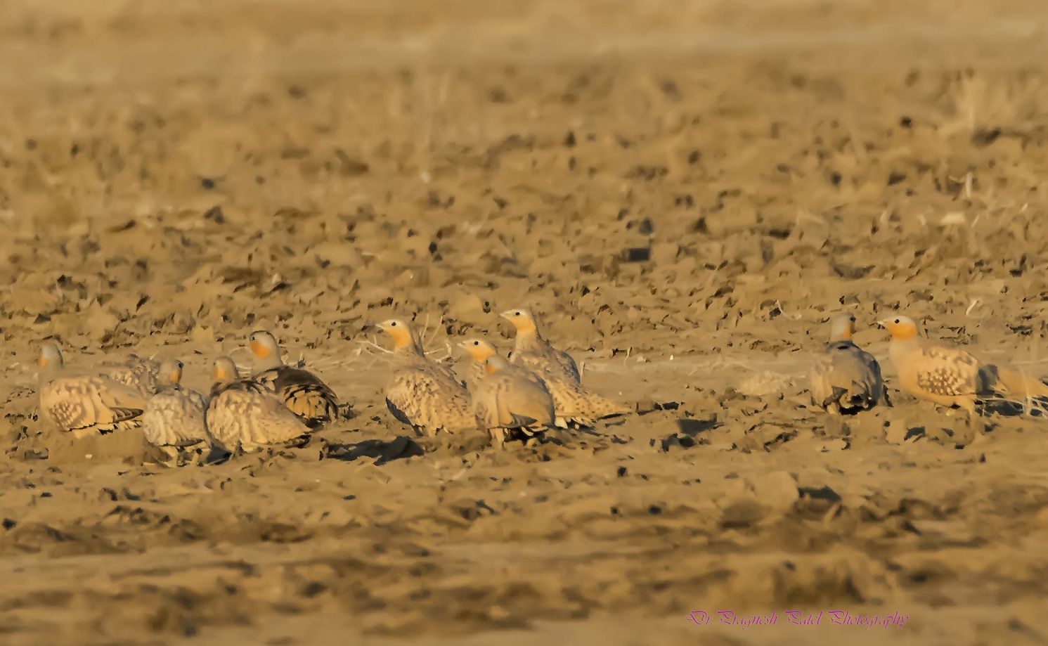 Spotted Sandgrouse